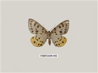 藏品(尺蛾123.a)的圖片